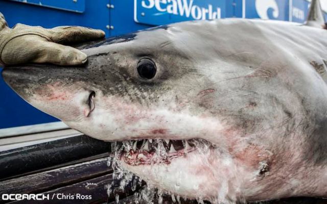-Nukumi, 50 ans, deuxième grand requin blanc à avoir traversé l'Atlantique Nord