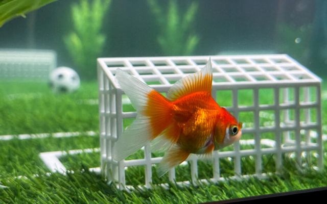 Après « Paul le poulpe » et « Marcel le cochon », voici « Swimbappé »